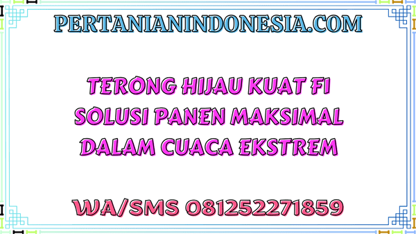 Terong Hijau Kuat F1 Solusi Panen Maksimal Dalam Cuaca Ekstrem